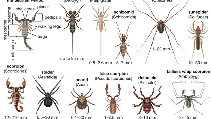 arthropods are a type of spider