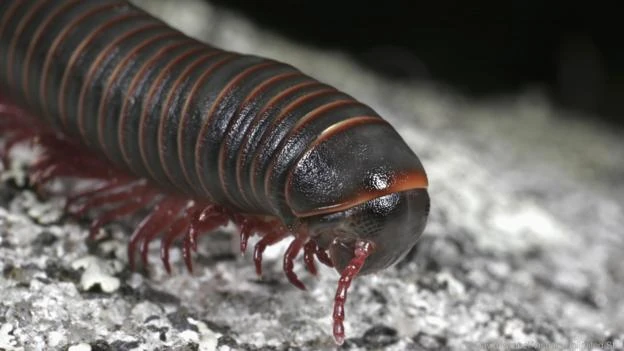 Millipede | Insect Wiki | Fandom