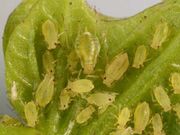 Aphid 2