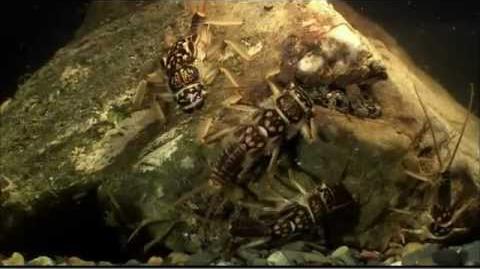 Documentary_Insectia_Aquatic_Insects