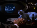 M.A.D. Cat (Disney)
