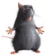 Django2.webp (38 KB) Django in Ratatouille.