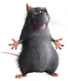 Django2.webp (38 KB) Django in Ratatouille.
