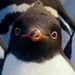 Raul (Happy Feet Two)