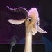 Gazelle (Zootopia+)