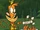 Camp Lazlo