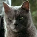 Arlene (Garfield The Movie)