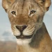 Afia (Mufasa The Lion King)