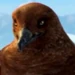 Boss Skua (Happy Feet)