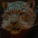 Snow Leopard (Wicked)