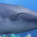 Whale (Wonder Pets!)
