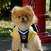 Pom-Pom (Pup Academy)