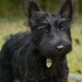Haggis (Super PupZ)