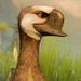 Peck (The Wild Robot)