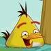 Chuck (Angry Birds Toons)