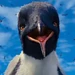 Noah (Happy Feet Two)