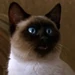 Nermal (Garfield The Movie)