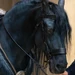 Feldspur (Wicked)