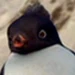 Nestor (Happy Feet)