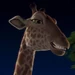 Bridget (The Wild)