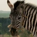 Stripes, young (Racing Stripes)