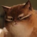 Cat Pip (Disenchanted)