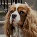 Polly (Underdog, 2007)