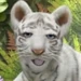 Bengal Tiger (Wonder Pets!)