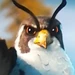 Thunderbolt (The Wild Robot)