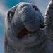 Wayne (Happy Feet Two)