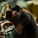 Speckles (G-Force)