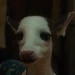 Piebald Deer (Wicked)