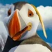 Sven (Happy Feet Two)