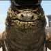 Bad Bill (Rango)