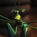 Mantis (Kung Fu Panda)