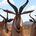 Frikkie (Khumba)