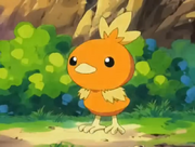 Torchic (May)