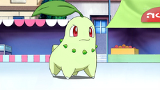 Chikorita, Wiki Pokédex