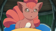 Vulpix (Alolan), International Pokédex Wiki