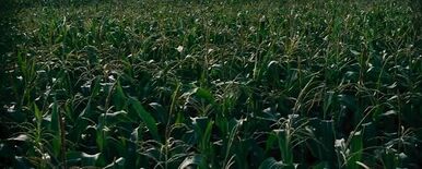 Corncrop