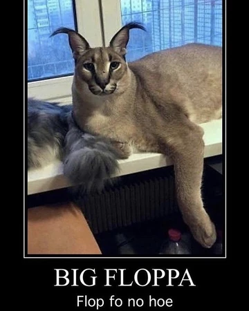 Big Floppa Intestinal Obstruction Wiki Fandom