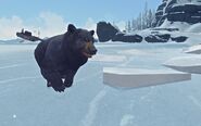 New Bear model