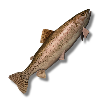 Rainbow Trout (Raw) icon