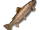 Rainbow Trout (Raw)