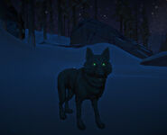 A Wolf during the night time