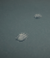 Bear's footprints