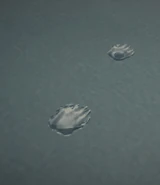 Bear's footprints