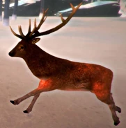 Deer Running.jpg (92 KB) v.113 deer running