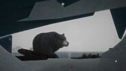 Bear on patrol
