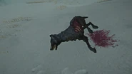 Ravaged Poisoned Wolf Carcass.jpg (361 KB) Harvested Carcass